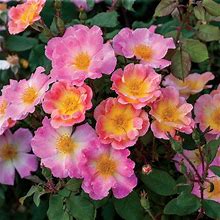 Watercolors Home Run Shrub Rose - 3 Per Package | Yellow | Pink | Rosa 'Weksolcibarko' | Zone 4-10 | Spring Planting | Sun Perennials