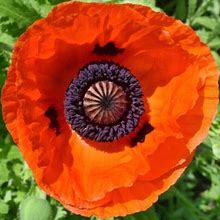 Oriental Poppy Seeds - Prince Of Orange - Packet, Red, Flower Seeds, Eden Brothers