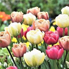 Tulip Bulbs - La Belle Epoque Bright Mix - 100 Bulbs, Mixed, Eden Brothers