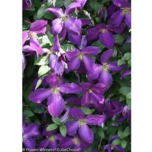 1 Gal. Happy Jack Purple (Clematis) Live Shrub, Purple Flowers