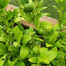 Mexican Key Lime Tree Supreme Potted