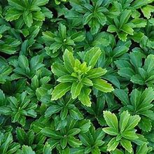 Pachysandra Terminalis 4 Inch Pot, Low Maintenance Evergreen Perennial, Ground Cover, Zones 5-9, Part To Full Shade, Deer/Rabbit Resistant