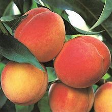 Peach/Light Belle Of Georgia Peach Tree|Belle Of Georgia Peach Tree Produces Fruit With Light-Colored Skin And A Red Cheek. Grown In Mid To Late-Seaso