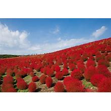 50+ Burning Bush Seeds (Kochia Trichophylla) RED BUSH Patio Containers Or Hedge US Seller Free Shipping!