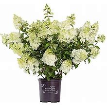 First Editions - Hydrangea Pan. Strawberry Sundae (Panicle Hydrangea) Shrub, White/Pink/Red Flowers, 3 - Size Container
