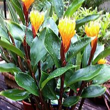 Golden Brush Dwarf Ginger Live Plant - Burbidgea Schizocheila - Wellspring Gardens Starter Plant