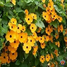 100 Black Eyed Susan Vine Seeds For Planting Exotic Garden Flowers Made In USA