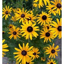 Black Eyed Susan Flower Seeds | Non-GMO | Heirloom | Fresh Garden Seeds, 4 Ounces