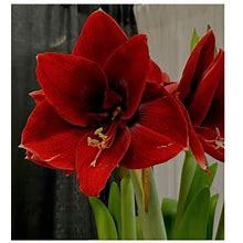 Cintbllter 10 Pack 'Anne Seaton' Amaryllis Bulbs, Deep Velvet Red S, Easy Planting And Easy Growing, Flower Bulbs For Home Or Garden, Beautiful S, Stu