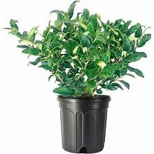 Curled Leaf Privet 1 Large Gallon Size Plant Ligustrum Japonicum Recurvifolium Evergreen Flowering Privacy Shrub Hedge