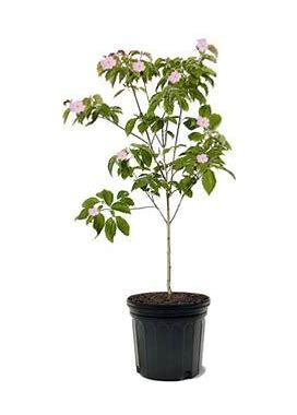 7 Gal. Pink Flowering Dogwood Tree DOGPIN07G ,