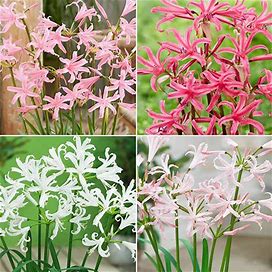 Naked Ladies Collection - 12 Per Package | Pink | White | Mixed | Nerine Bowdenii | Zone 3-9 | Spring Planting | Spring-Planted Bulbs