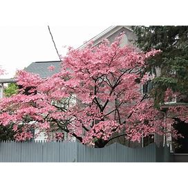 Pink Dogwood Tree Cuttings Live Plant Cutting No Roots Fast Growing Plants Pink Flowers Fall Color