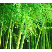 Giant Timber Bamboo Seeds For Planting | Exotic And Fast Growing | Landscaping, Privacy, Indoor Or Outdoor (Giant Bamboo) (500 Seeds)