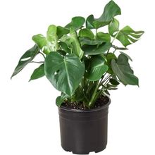 Split-Leaf Philodendron - 10" Pot - Plant Addicts
