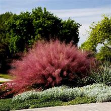 Pink Muhly Grass 1 Container