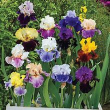 Two-Tone Bearded Iris Mixture - 5 Per Package | Iris Germanica | Zone 4-9 | Fall Planting | Sun Perennials