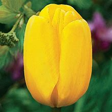 Yellow Dynasty Tulip - 12 Per Package | Yellow | Tulipa Darwinhybrid 'Novi Sun' | Zone 3-8 | Fall Planting | Fall-Planted Bulbs