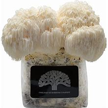 Lion's Mane Mushroom Grow Kit By Oakland Mushroom Co. | Handmade With Organic Ingredients | Ready To Grow | Harvest In 7-19 Days
