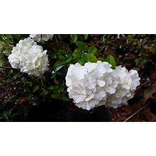 EZ Growing Plants (3 Gallon) Blushing Bride Endless Summer Hydrangea