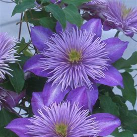 Crystal Fountain Clematis - Quart Pot - Plant Addicts