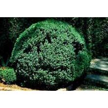 Ten Pack Of American Boxwood Shrubs - 10 Live Plants Shipped In Quart Containers By DAS Farms