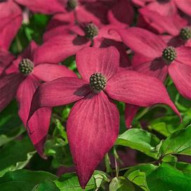 Scarlet Fire Dogwood Tree | Zone 5-9 | Pink | 25 Feet | Full Sun | Partial Shade
