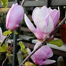 Alexandrina Japanese Magnolia Pink Flowering Decidiuous Ornamental Tree