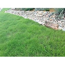 Fresh Seeds -1OZ=15,000 Buffalo Grass Seed Native Prairie Sedge Low Maintenance Drought Turf , (JT) For Gardening And Planting