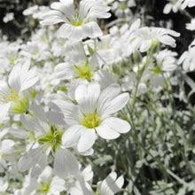 200+ Snow In Summer (Cerastium) PERENNIAL GROUND COVER White Flower Seeds