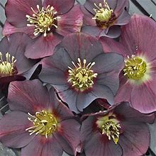 Hellebore In Red Lenten Rose Perennial. Super Healthy. Stunning Blooms. Comes Back Every Year. Great Gift