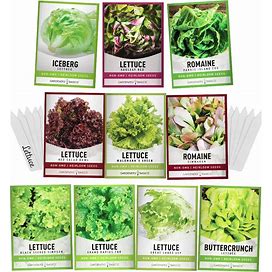 Gardeners Basics, Salad Greens Lettuce Seeds Heirloom Vegetable Seed 23,000 Seeds For Planting Indoors And Outdoor 10 Packs - Buttercrunch, Romaine,