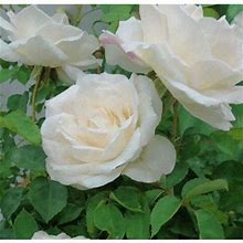 Brindabella Rose Touch Of Pink - 3 Gallon