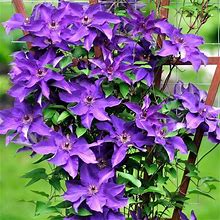 Votaniki Clematis The President Roots - Perennial Flower, Vibrant Blooms | Clematis The President - Starter Plants Ready For The Garden - Purple