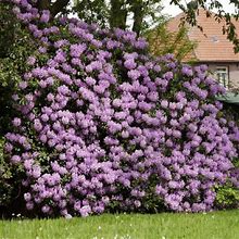 Clearance Fast Growing Trees Rhododendrons Lavender Rhododendron Shrub 1 Gallon(4 Pack (1 Gallon))
