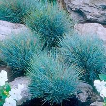QAUZUY GARDEN 50 Seeds Blue Fescue Grass Seeds Ornamental Grass/Showy Blue-Green Ground & Lawn Cover/Perennial Festuca/Drought Tolerant/Easy Grow