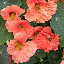 Eden Brothers Nasturtium Seeds - Salmon Baby Non-GMO Seeds For Planting, Packet | Low-Maintenance Flower Seeds, Plant During Spring Season, Zones 1,