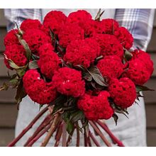 Reien Red Celosia Seeds For Planting (50 Seeds) - Stunning Red Cockscomb Blooms