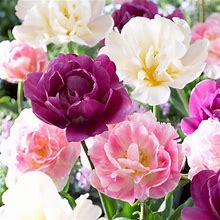 Double Late Tulip Mix - Bag Of 8