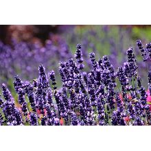 Greenwood Nursery/Live Perennial Plants - Sensational Lavender + Lavenandula X Intermedia - [Qty: 2X Pint Pots] - (Click For Other Available Plants/