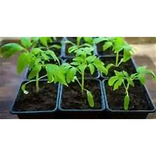 Live Plants - Vegetable - Fruit - Herb Plants - 30-45 Days Old, 3" To 6" Tall