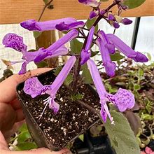 Handmade Plectranthus Velvet Diva Plants - New Garden & Outdoor | Color: Purple