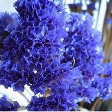 15 Seeds Purple CRAPE MYRTLE Tree Flowers Violet - New Garden & Outdoor | Color: Purple | Size: S