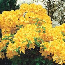 SPRING HILL NURSERIES - Golden Lights Deciduous Azalea Flowering Shrub - Each Offer Includes One Plant Grown In 2 Inch Pot