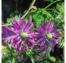 Clematis Joe Zary | Zone 3-9 | Red | Purple | 9 - 0 Feet | Partial Shade