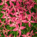 Scarlet Fire Dogwood (Cornus) Live Bareroot Ornamental Tree Pink Flowers (1-Pack)