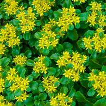 Le Posh Farm Accents | 6 Live Golden Creeping Sedum Plants | Color: Green/Yellow | Size: Os