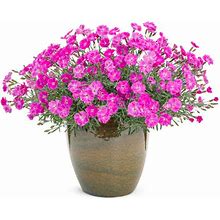 Paint The Town Fuchsia Pinks Dianthus - 1 Pot - Proven Winners