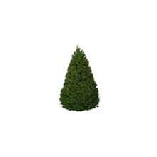 7.5 ft. Freshly Cut Douglas Fir Live Christmas Tree (Real, Natural, Oregon-Grown)