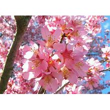 Okame Flowering Cherry Tree 3" Pot 6-12" In Height